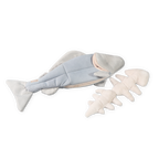 TROUT