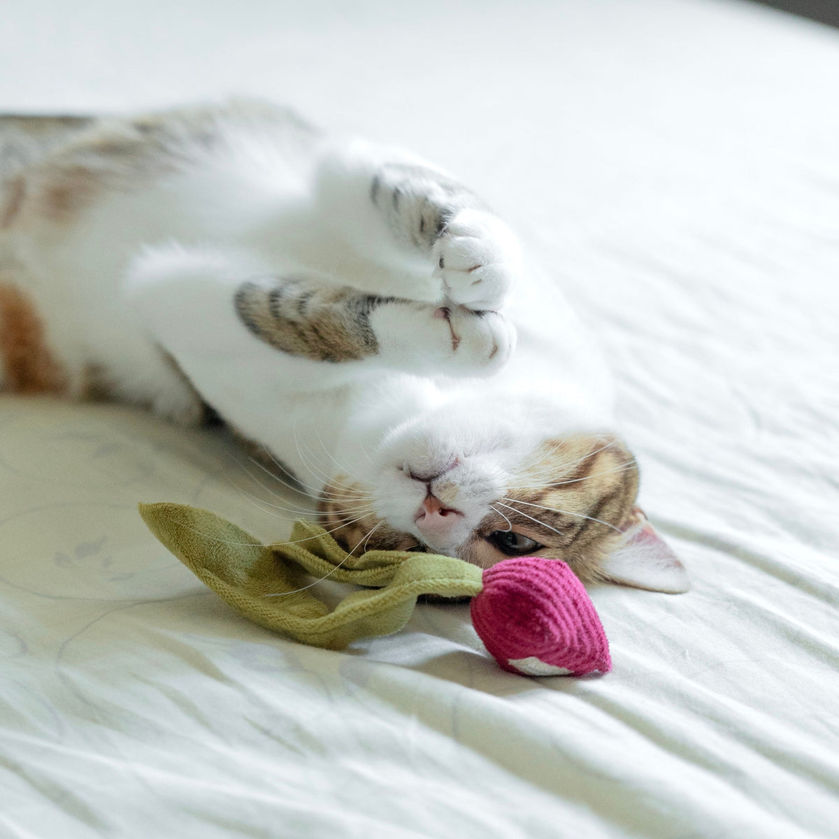 RADISH