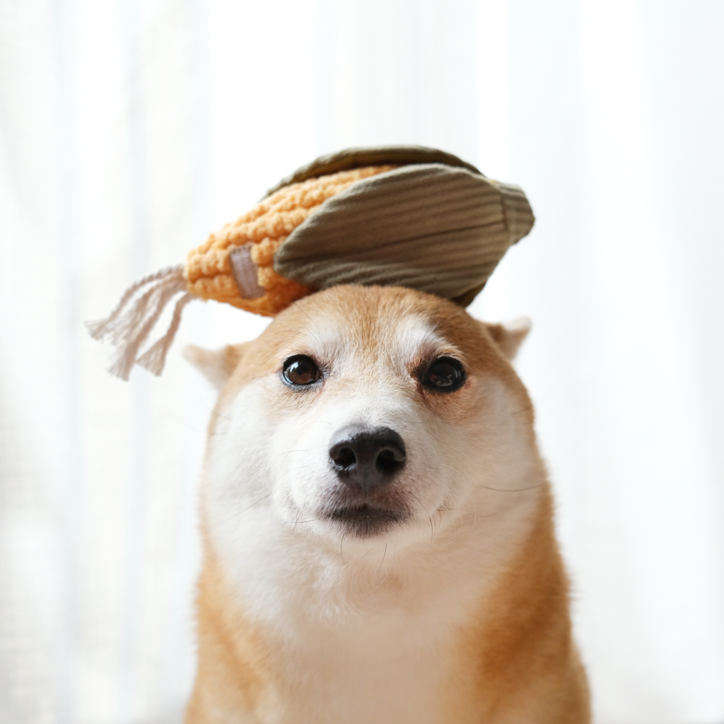 CORN