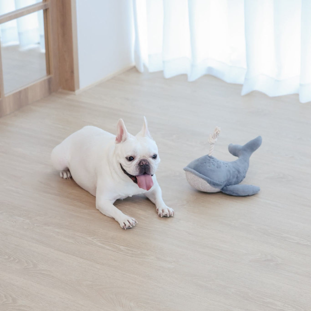Wally The Whale