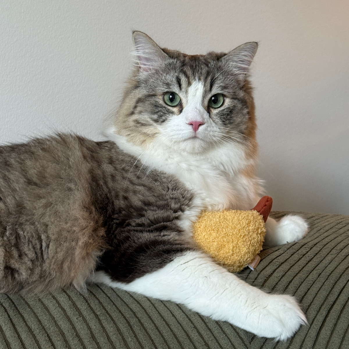 KITTY TEMPURA