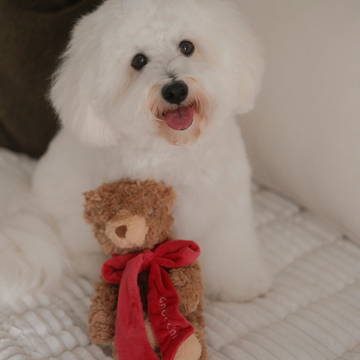 MY Teddy