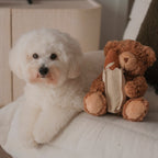 Teddy Baguette