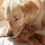 Initial Teddy