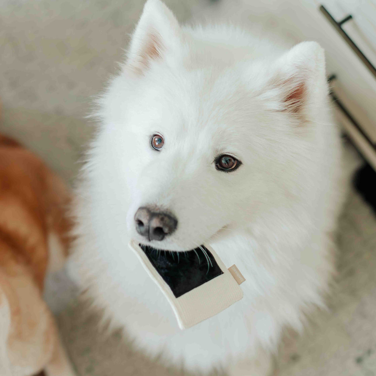 INSTANT CAMERA