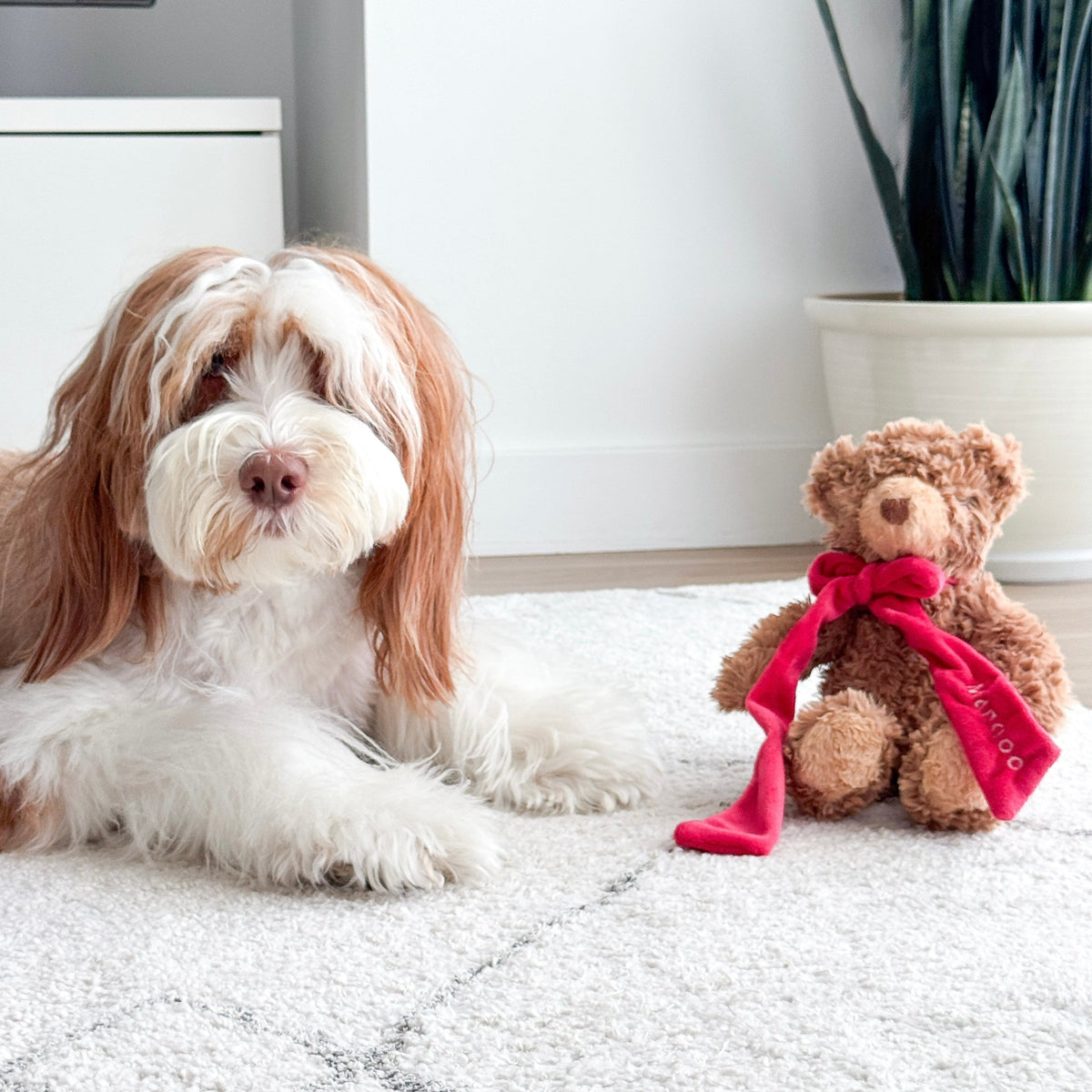 MY Teddy