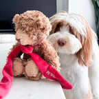 MY Teddy