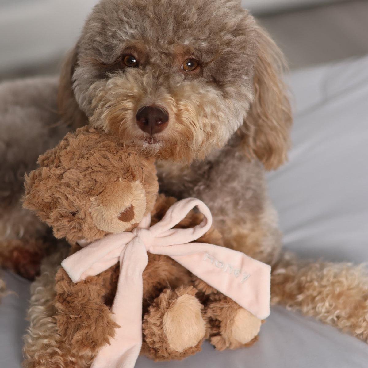MY Teddy