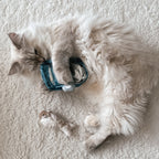 KITTY SARDINES