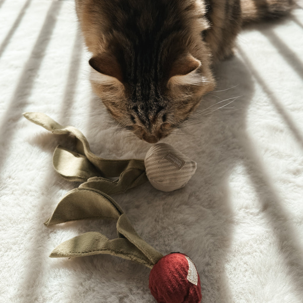 RADISH