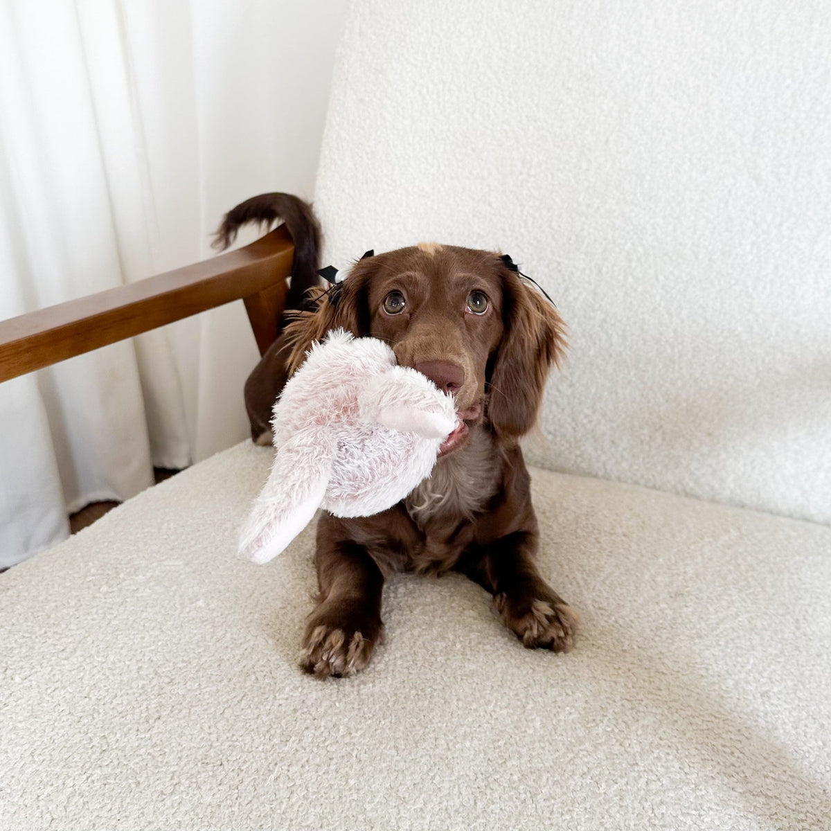 Bunny POP