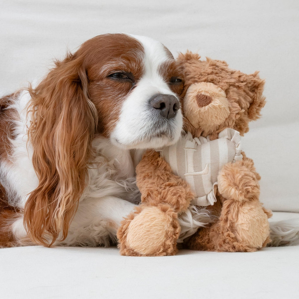 Initial Teddy